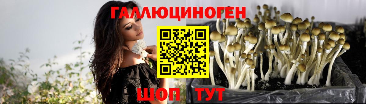 Галлюциногенные грибы Psilocybine cubensis  Вход с VPN  Отрадное 